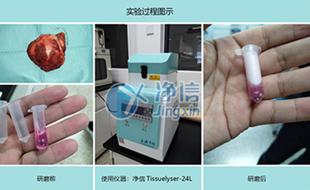腫瘤組織研磨采用多樣品組織研磨機(jī)進(jìn)行其實(shí)驗(yàn)效果如何？