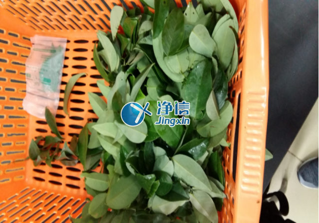 全自動(dòng)樣品研磨儀研磨降香黃檀樹葉、樹枝—上海凈信